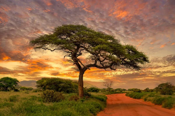 africa