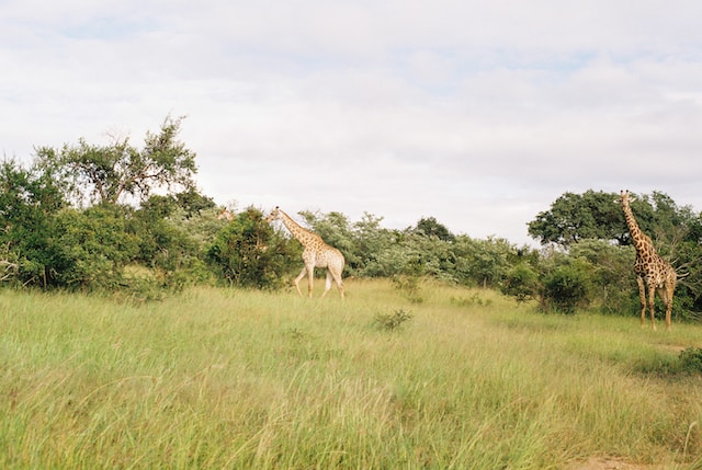 africa
